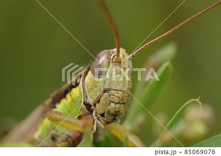 バッタ 顔 アップ 昆虫の写真素材