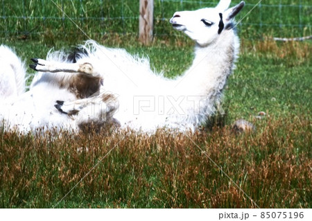 ラマ リャマ ジャマ 動物の写真素材