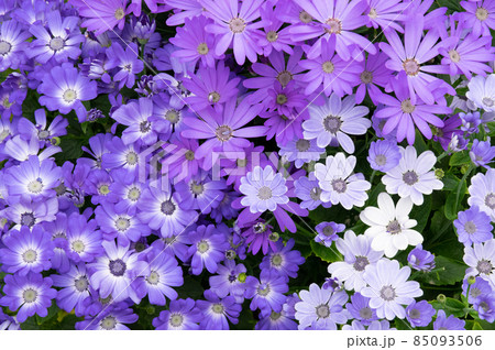 花 マーガレット 紫色 植物の写真素材