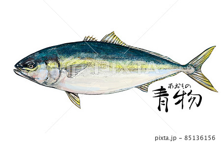 ハマチ, はまち子、水彩, 描かれた, 魚 かわいくて、きれいで、かっこよくて、色っぽい。そんな魚の姿を