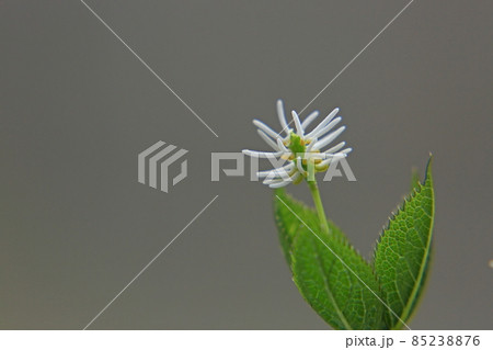 一人静 花 野草 山野草の写真素材