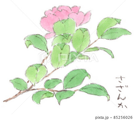 山茶花のイラスト素材
