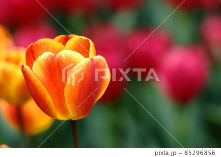 トルコ国花の写真素材