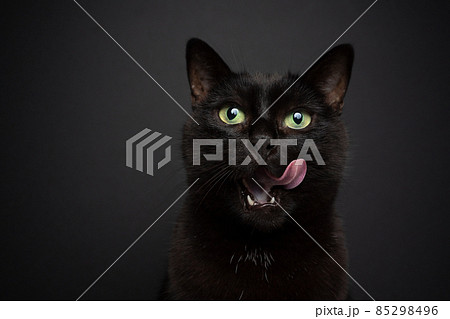 373,268 Black Cat Royalty-Free Images, Stock Photos & Pictures