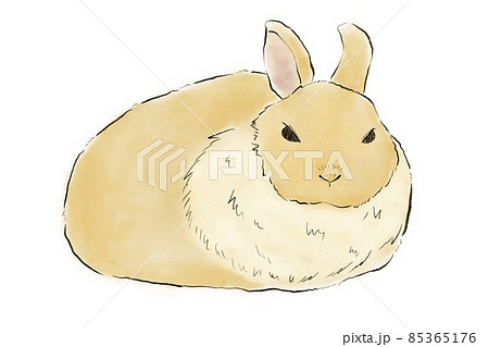 うさぎ 動物 ウサギ リアルのイラスト素材