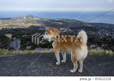 柴犬 犬 後ろ姿 柴の写真素材