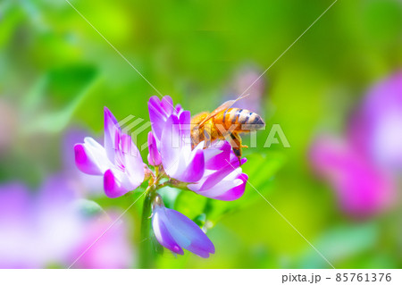レンゲ 花 植物 ミツバチの写真素材