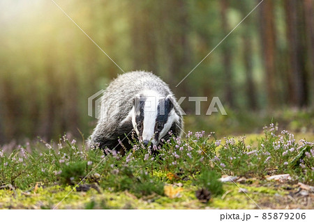 アナグマ 穴熊 動物 野生動物の写真素材