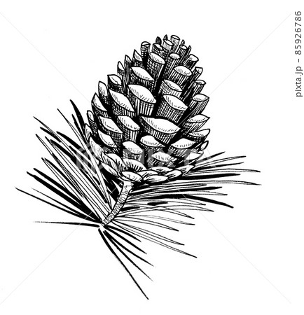 White Pine Cone Sketch