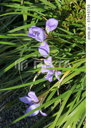 寒あやめの写真素材