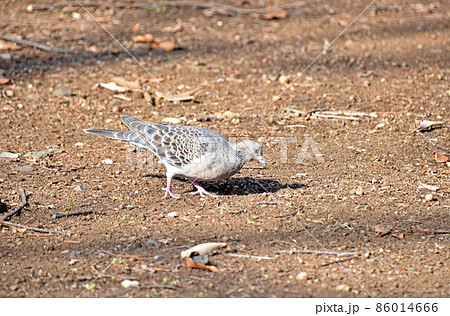ハト 鳩 の写真素材集 ピクスタ