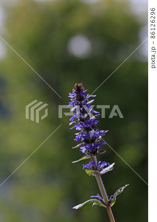 十二単 ジュウニヒトエ 花 植物の写真素材