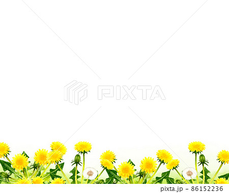 たんぽぽのイラスト素材集 ピクスタ