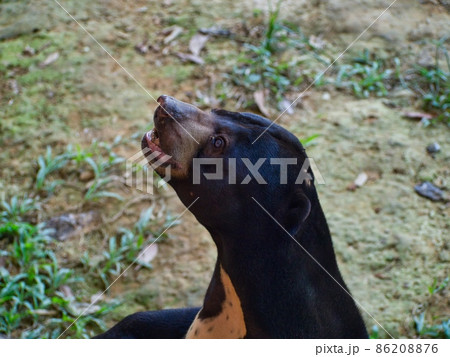 熊 マレーシア 動物 陸上生物の写真素材 熊 マレーシア 動物 陸上生物の写真素材