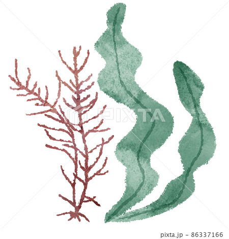 海藻類のイラスト素材
