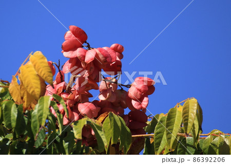 タイワンモクゲンジの花の写真素材 - PIXTA