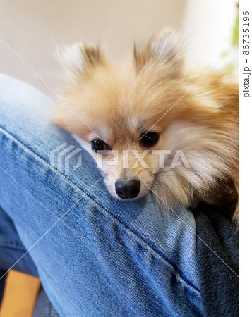 ポメラニアン 犬 眠い 顔の写真素材
