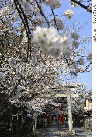 花鈿 サクラの写真素材