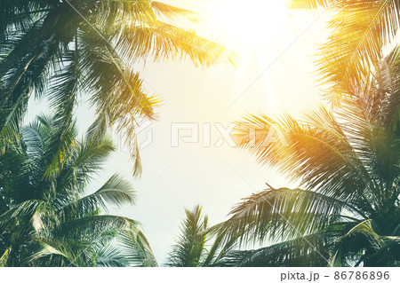 Tropical Palm Tree With Colorful Bokeh Sun Light On Sunset Sky Cloud  Abstract Background Summer Vacation And Nature Travel Adventure Concept  Vintage Tone Filter Effect Color Style Stock Photo - Download Image