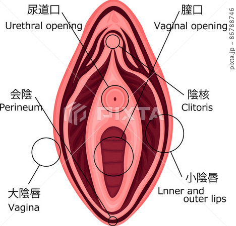 膣口画像 銀座ヒカリクリニック