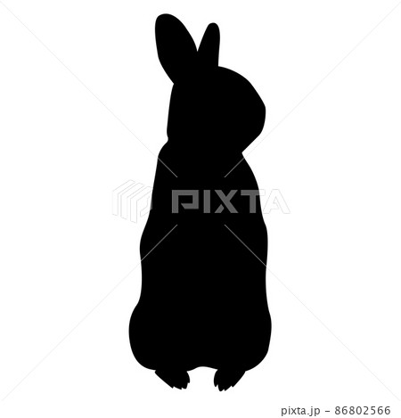 うさぎ 動物 ウサギ リアルのイラスト素材