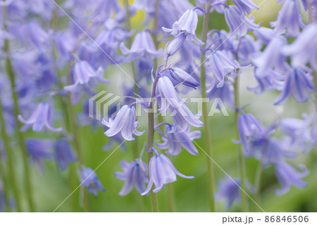 釣鐘水仙 紫色 花の写真素材