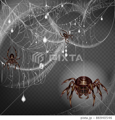 巨大蜘蛛の写真素材