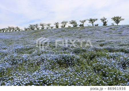 花 植物 青 ベビーブルーアイズの写真素材