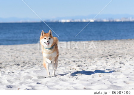 柴犬 走る 後姿 後ろ姿の写真素材