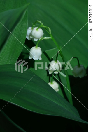 スウェーデンの国花の写真素材