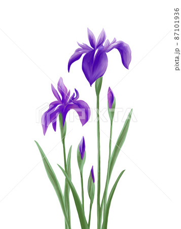杜若のイラスト素材