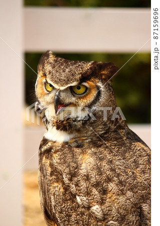 幸運を呼ぶ動物の写真素材