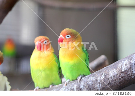 二羽の小鳥 二羽の小鳥