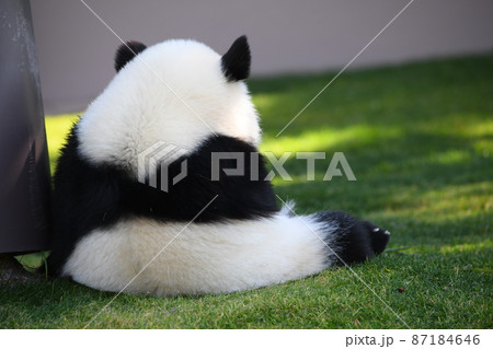 パンダ 後姿 後ろ 芝生の写真素材