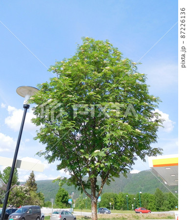 セイヨウナナカマドの写真素材