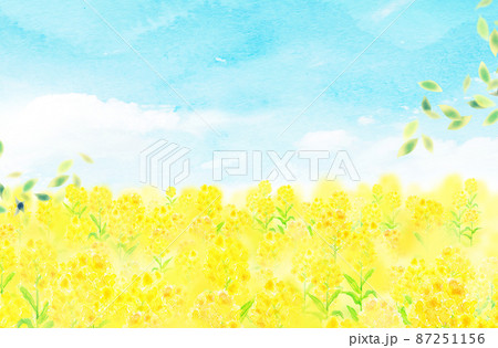 菜の花畑のイラスト素材