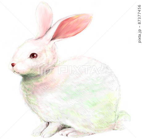 うさぎ 動物 ウサギ リアルのイラスト素材