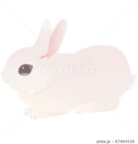 うさぎ 写実 リアル 横向きのイラスト素材