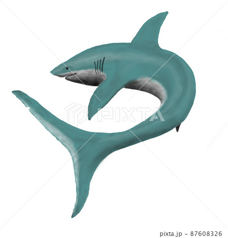ホホジロザメのイラスト素材