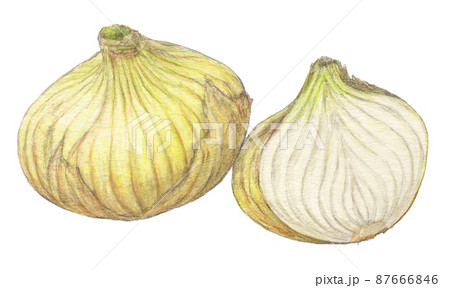 新玉ねぎ 玉葱 水彩画 野菜の写真素材 - PIXTA