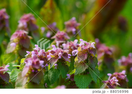 植物 春 野草 花の写真素材