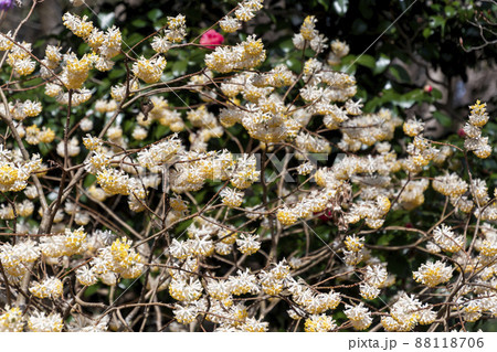 初春の花木の写真素材