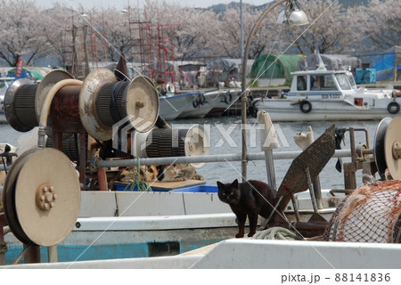 猫 沖島 動物 琵琶湖の写真素材