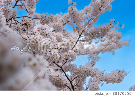 春、満開の桜と青空のイメージ