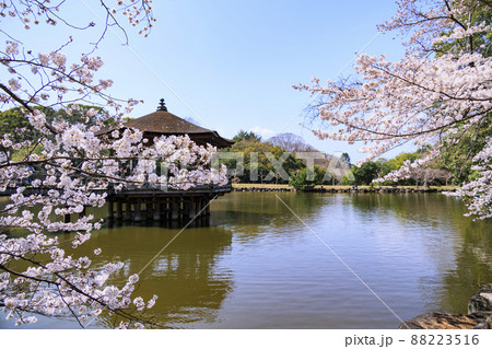奈良公園 桜 浮御堂 春の写真素材 - PIXTA