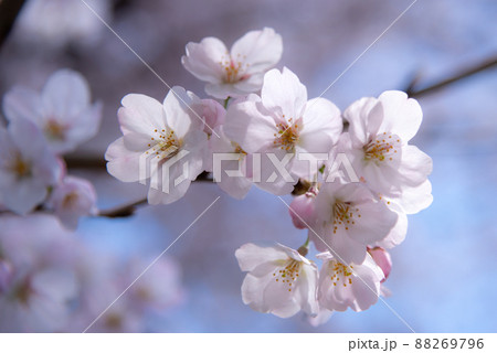 春のイメージ：可憐なサクラの花びらのクローズアップ