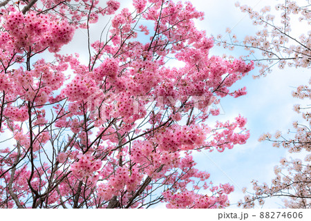 濃いピンク色の桜の花のイメージ