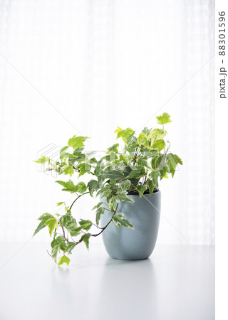 つる性観葉植物の写真素材 - PIXTA