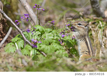 シマリス 動物 花 小動物の写真素材