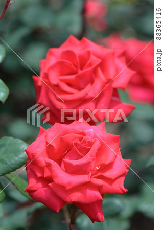 トゲのある花の写真素材